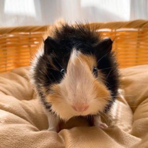 滿滿驚嚇表情包•噗醬