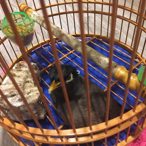 動物行為改善案例分享•飛飛