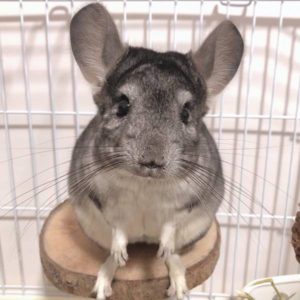 談判高手•宸宸