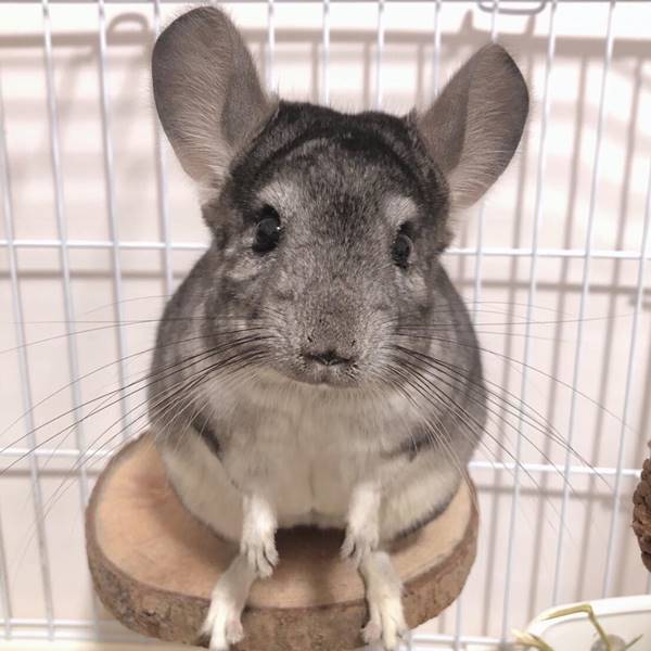 談判高手•宸宸