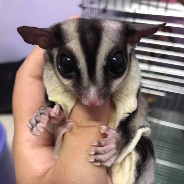 暖心的小棉襖•肉圓