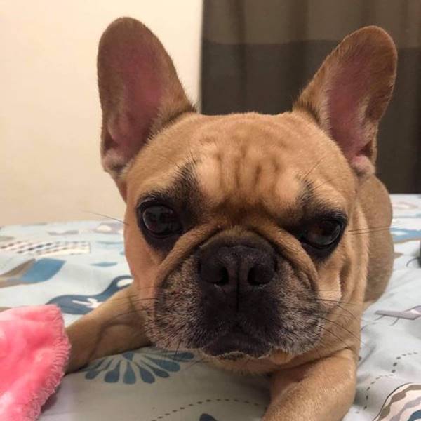 假裝氣噗噗•烏尼