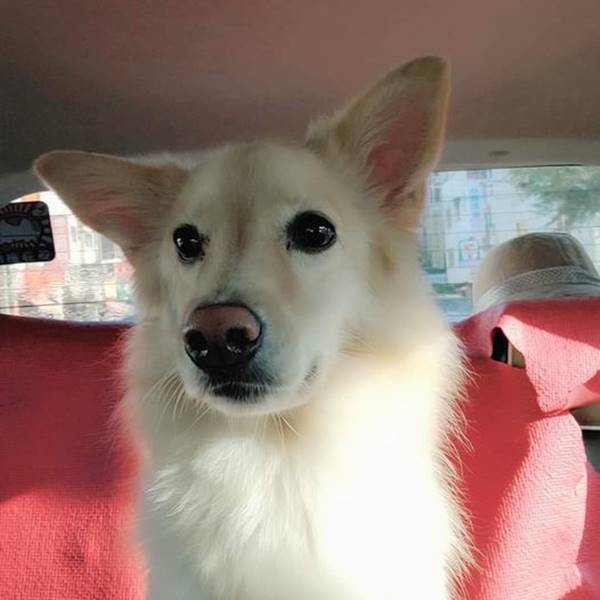 米其林美食專家•阿頂