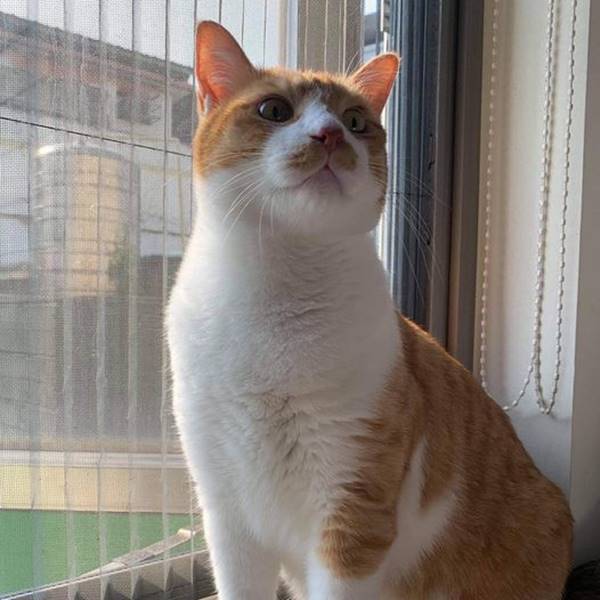 想當空中飛貓•錢錢