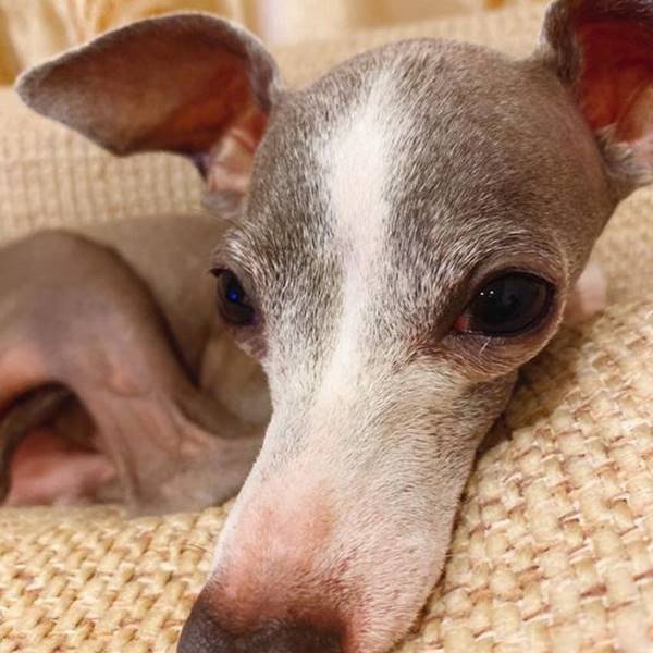 媽咪的專屬保鑣•沛迪