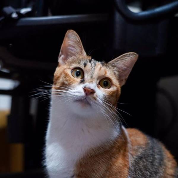 我家也有網美貓