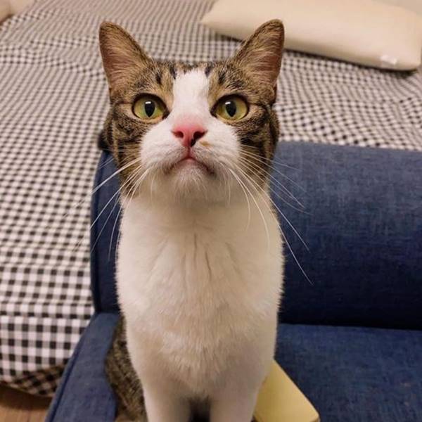 我已經是男子漢了•泡菜