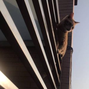 找到回家的路•糖糖