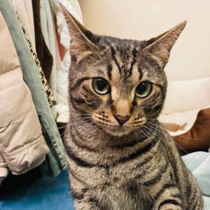 聰明伶俐的小男孩•巧虎