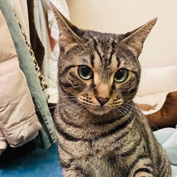 聰明伶俐的小男孩•巧虎