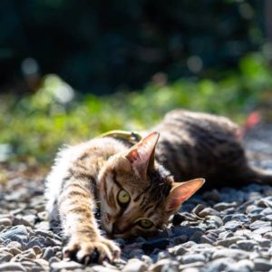 率性灑脫的小頑皮•U虎