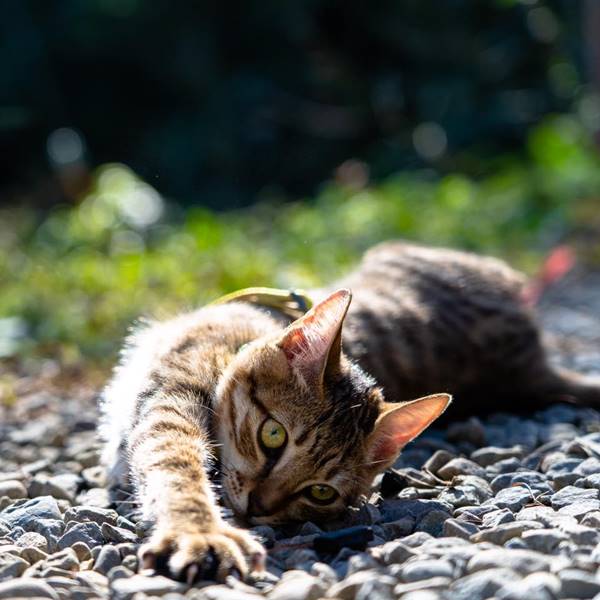 率性灑脫的小頑皮•U虎