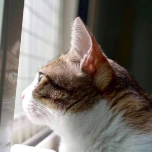 說再見就是為了再見面