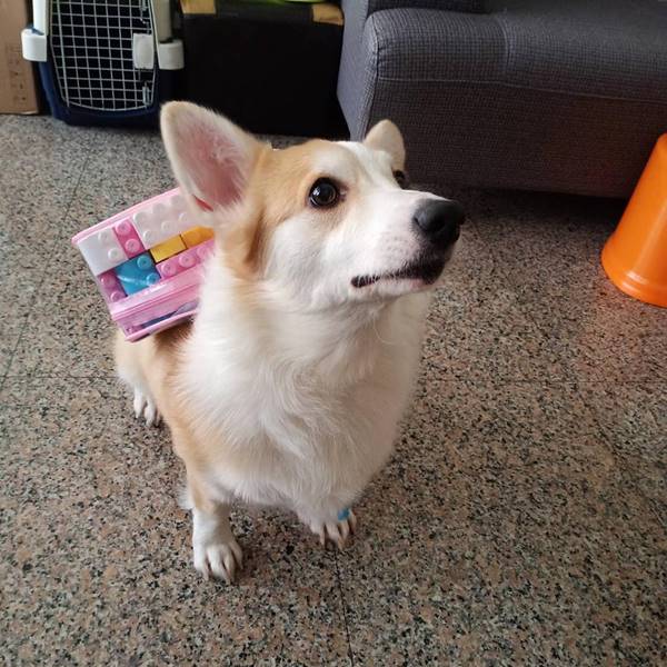 第一印象很重要•毛毛