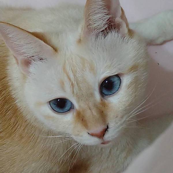 姐姐的瘋狂粉絲•麵茶