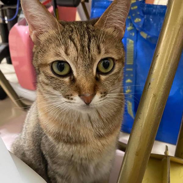 我是媽媽心中排行第一名•貓貓