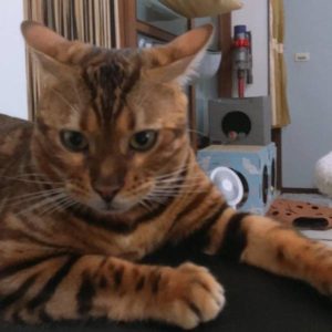 地震警報器•米漿