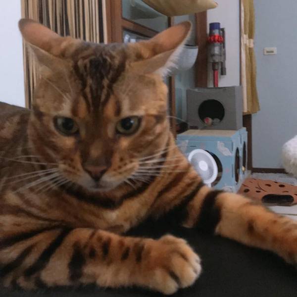 地震警報器•米漿