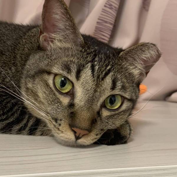 我有家有驕傲•歡歡