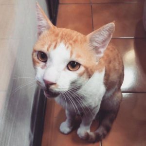 在外走跳就要學會讀空氣•橘子