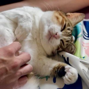 愛就要大聲說，那需要分這麼多種呢！