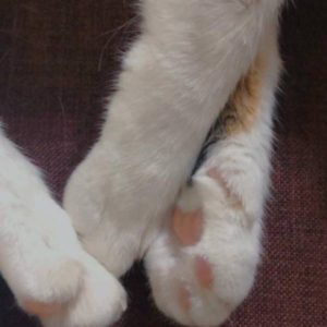 軟嫩軟嫩的白麻糬手手