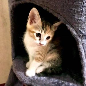 虎皮小公主3歲生日快樂