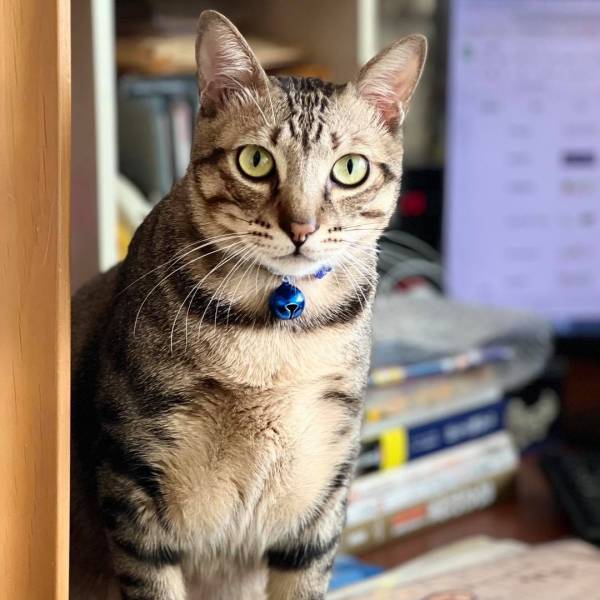 梳梳毛是激烈運動？•Kirin