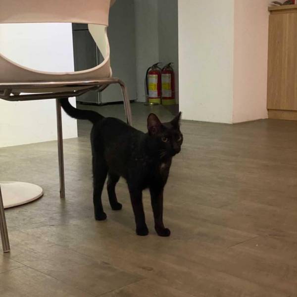 漂泊的古惑仔•黑輪