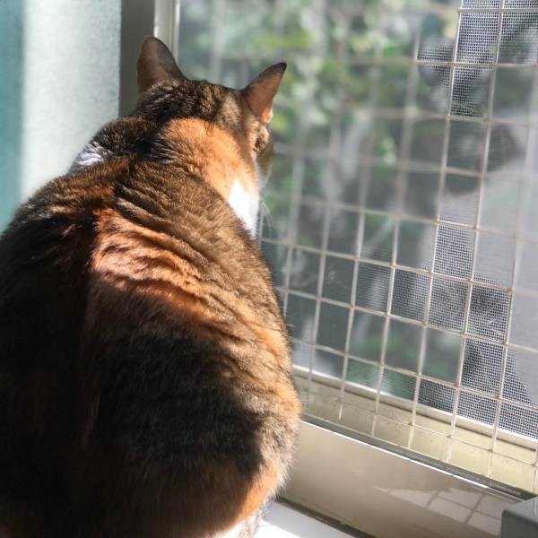 屬於自己的聖壇