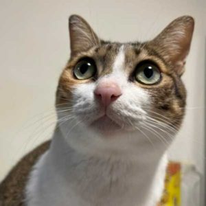 這是誰啊？怎麼這麼胖？