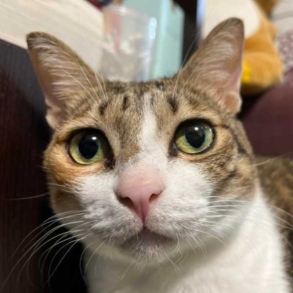 鬍鬚是拿來撞牆壁的喔！