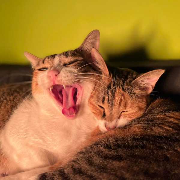 我來陪爸爸媽媽哦！