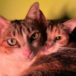 他們怎麼這邊笨？