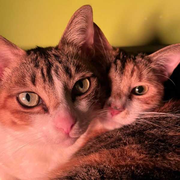 他們怎麼這邊笨？