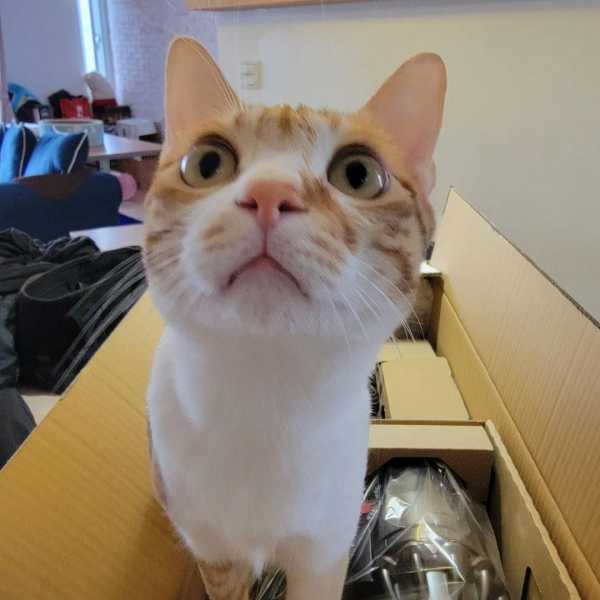 乖貓咪要學會忍耐•小多