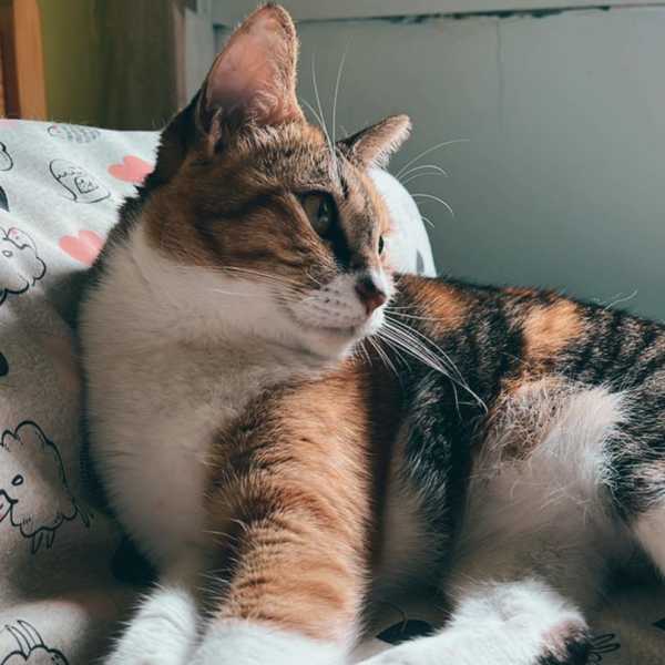 虎皮能量探測儀