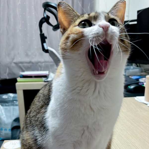 虎妞：寶貝最大～