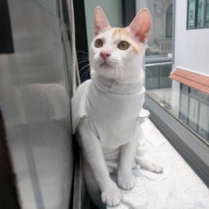 都在講我不喜歡的事！•喵喵