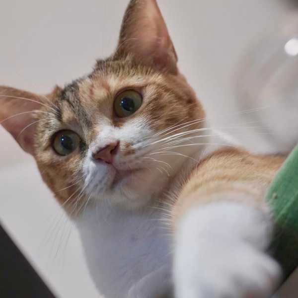 每天晚上都有的「床邊服務」