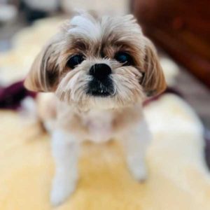 我們不是聊得很開心嗎？為什麼要難過呢？•Mocha