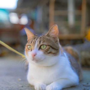 究竟一隻貓身上還能出現多少味道呢？