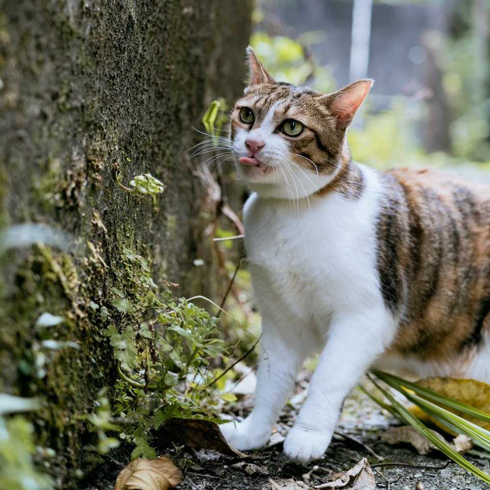 不要～咬人是壞壞的表現～