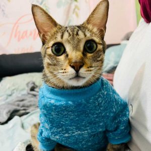 我才懶得哇哇叫呢！•旺萊