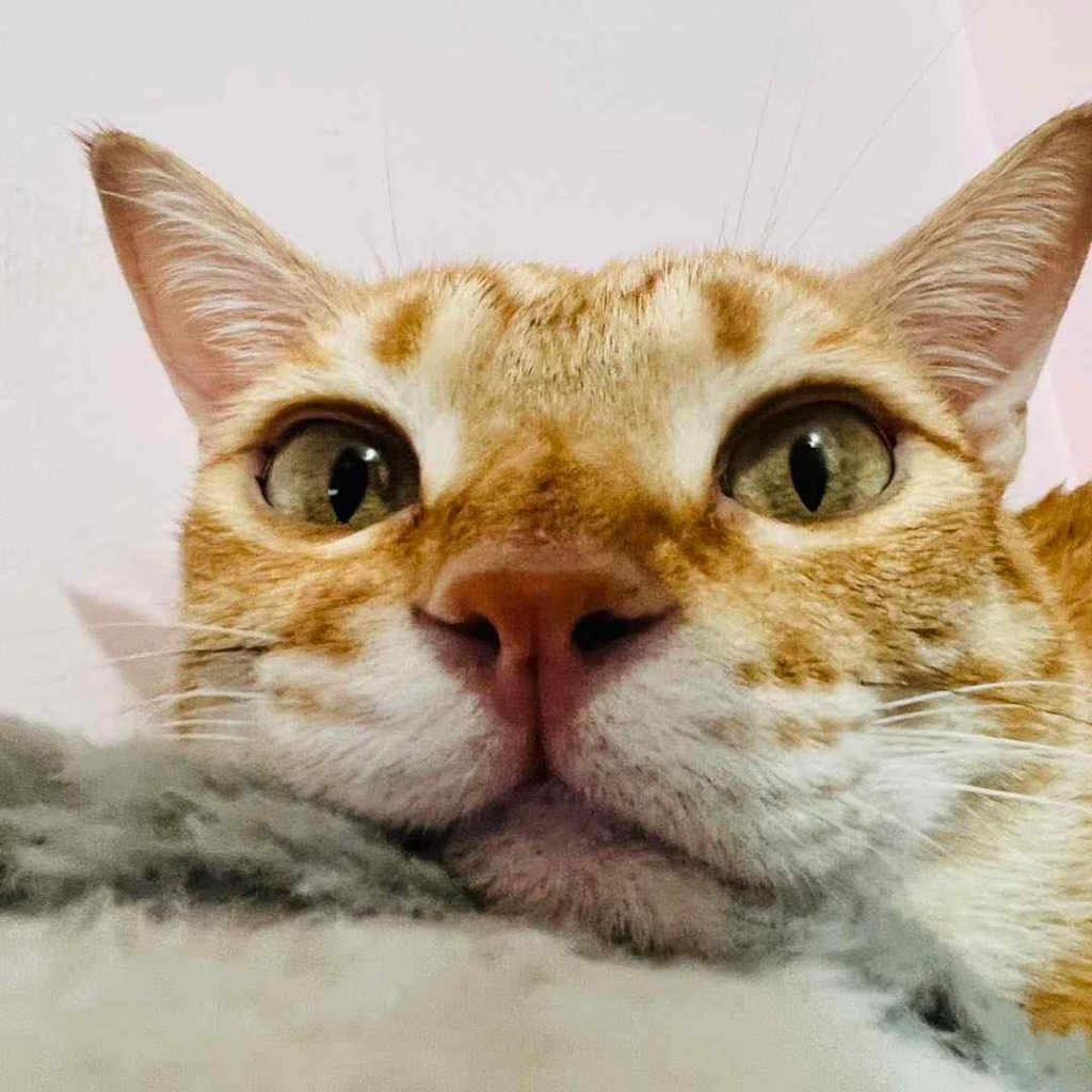 我對哥哥調皮都沒關係喔～•柑仔