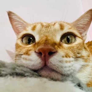 我對哥哥調皮都沒關係喔～•柑仔