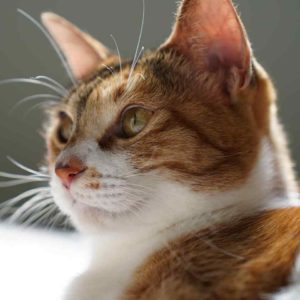 我又沒有說要給她摸～