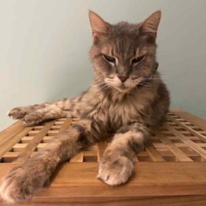 不吃藥就是最棒的獎勵～•肥仔