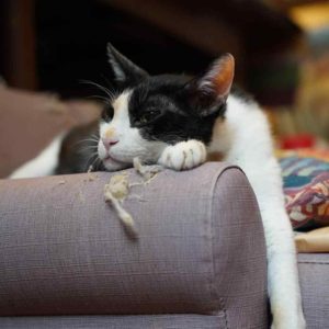 2023年貓藝家動物溝通公益活動