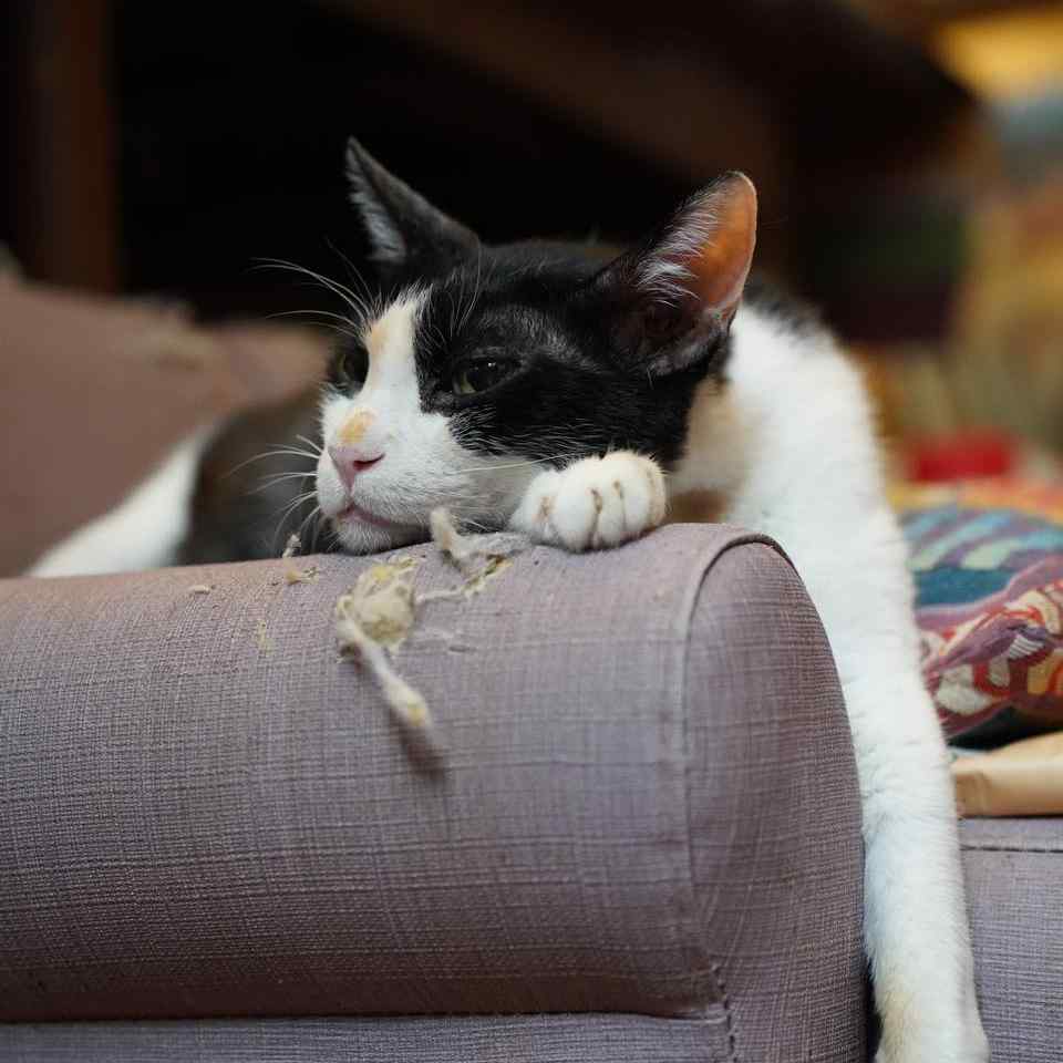 2023年貓藝家動物溝通公益活動